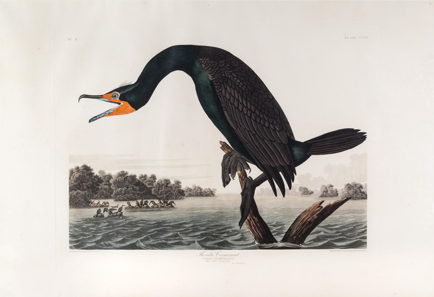 (AUDUBON, JOHN JAMES, after) HAVELL, ROBERT. Florida Cormorant. Engraving w/hand-coloring from The Birds of America, 1835.