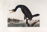 (AUDUBON, JOHN JAMES, after) HAVELL, ROBERT. Florida Cormorant. Engraving w/hand-coloring from The Birds of America, 1835.