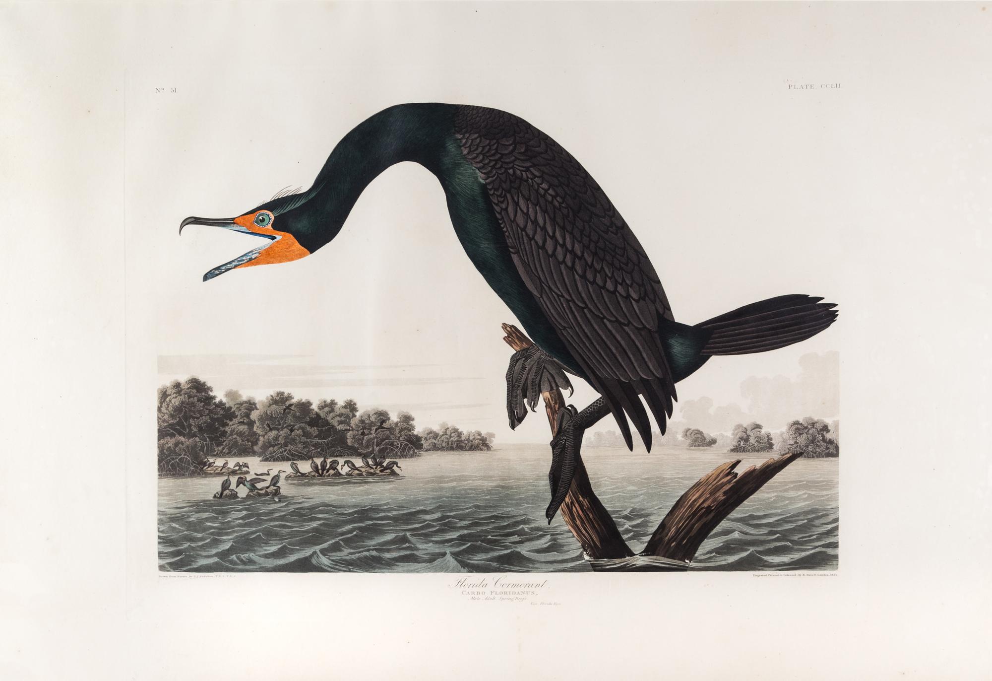(AUDUBON, JOHN JAMES, after) HAVELL, ROBERT. Florida Cormorant. Engraving w/hand-coloring from The Birds of America, 1835.