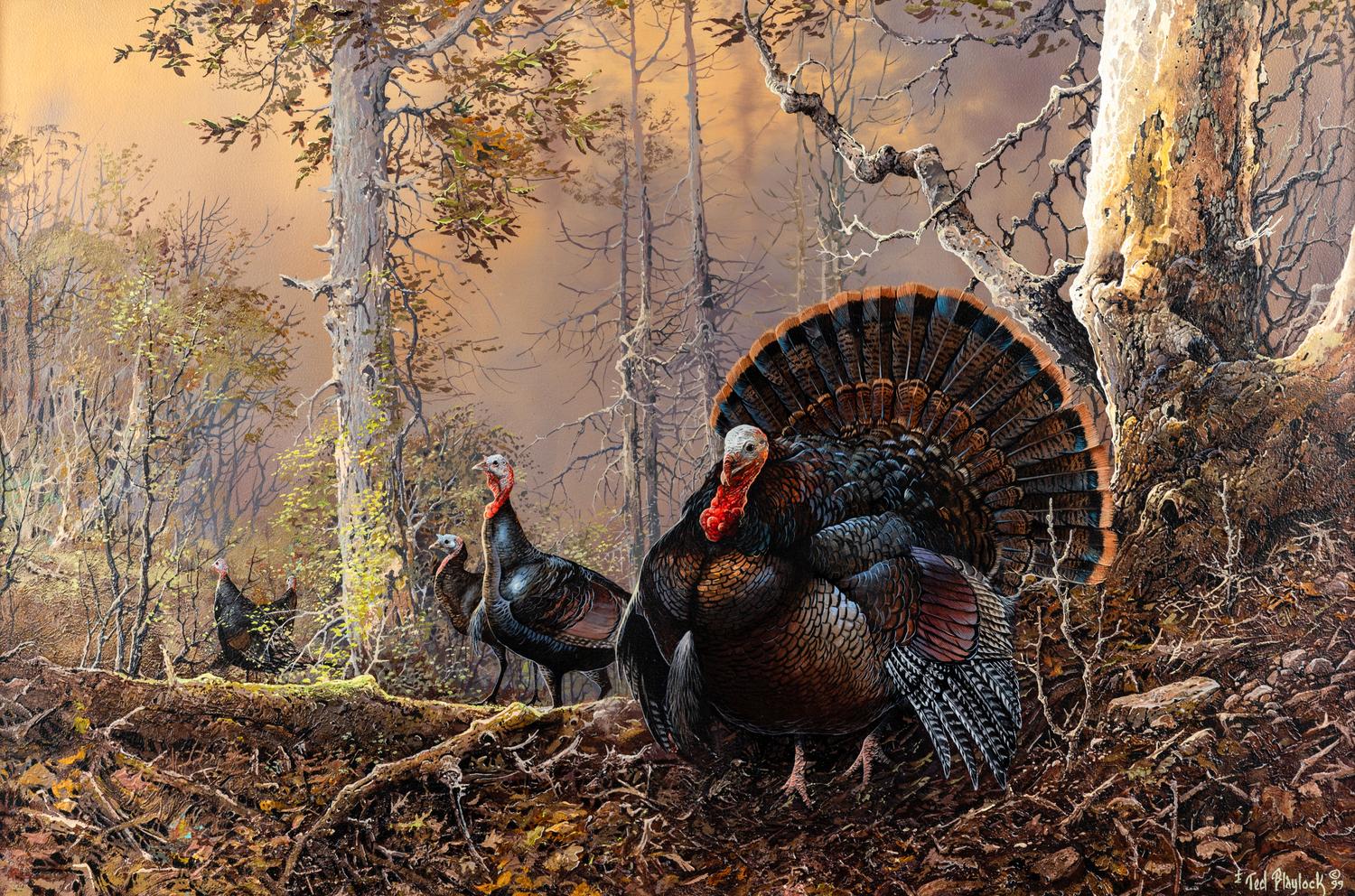 Strutting Gobbler