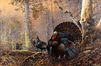 Strutting Gobbler
