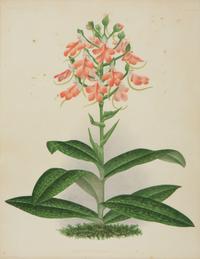 A Set of Twelve Framed Botanical Lithographs