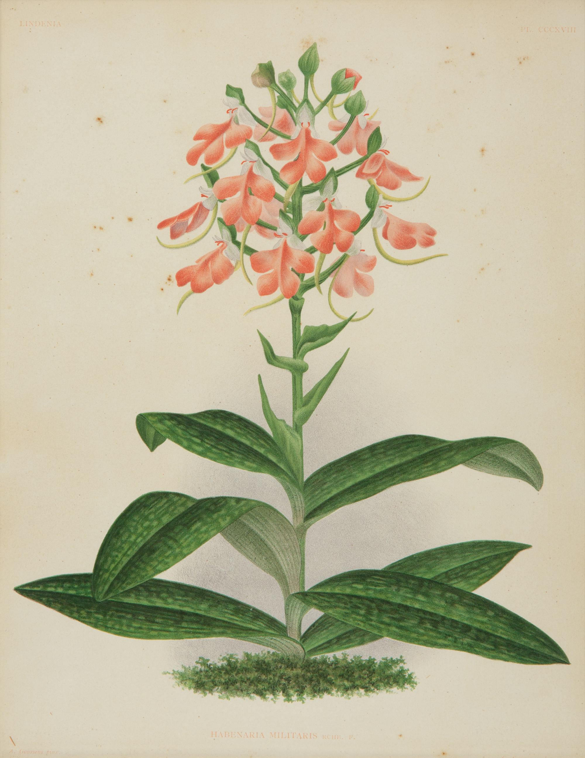 A Set of Twelve Framed Botanical Lithographs