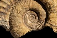 An Ammonite Fossil