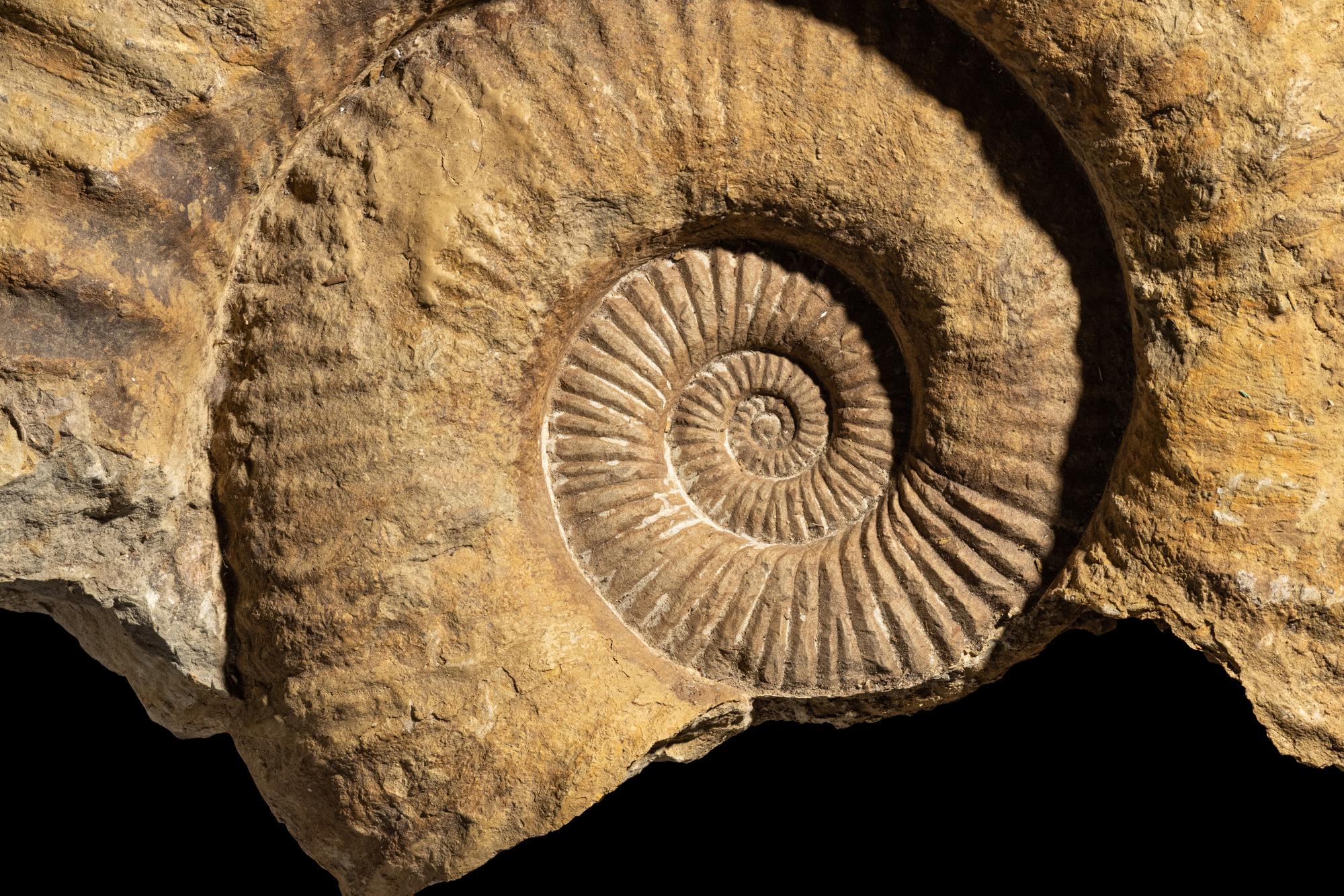 An Ammonite Fossil