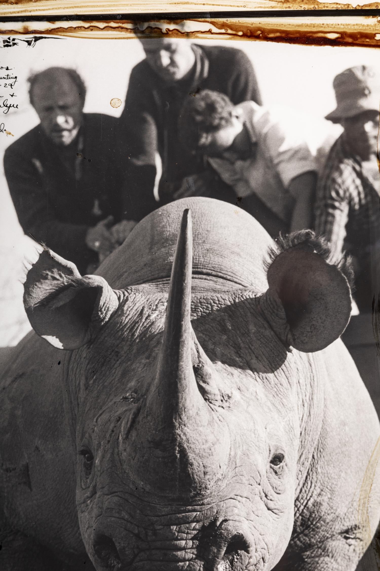 Peter Beard (1938-2020) Roping Rhinos from the Hunting Blocks 28 + 29, 1965