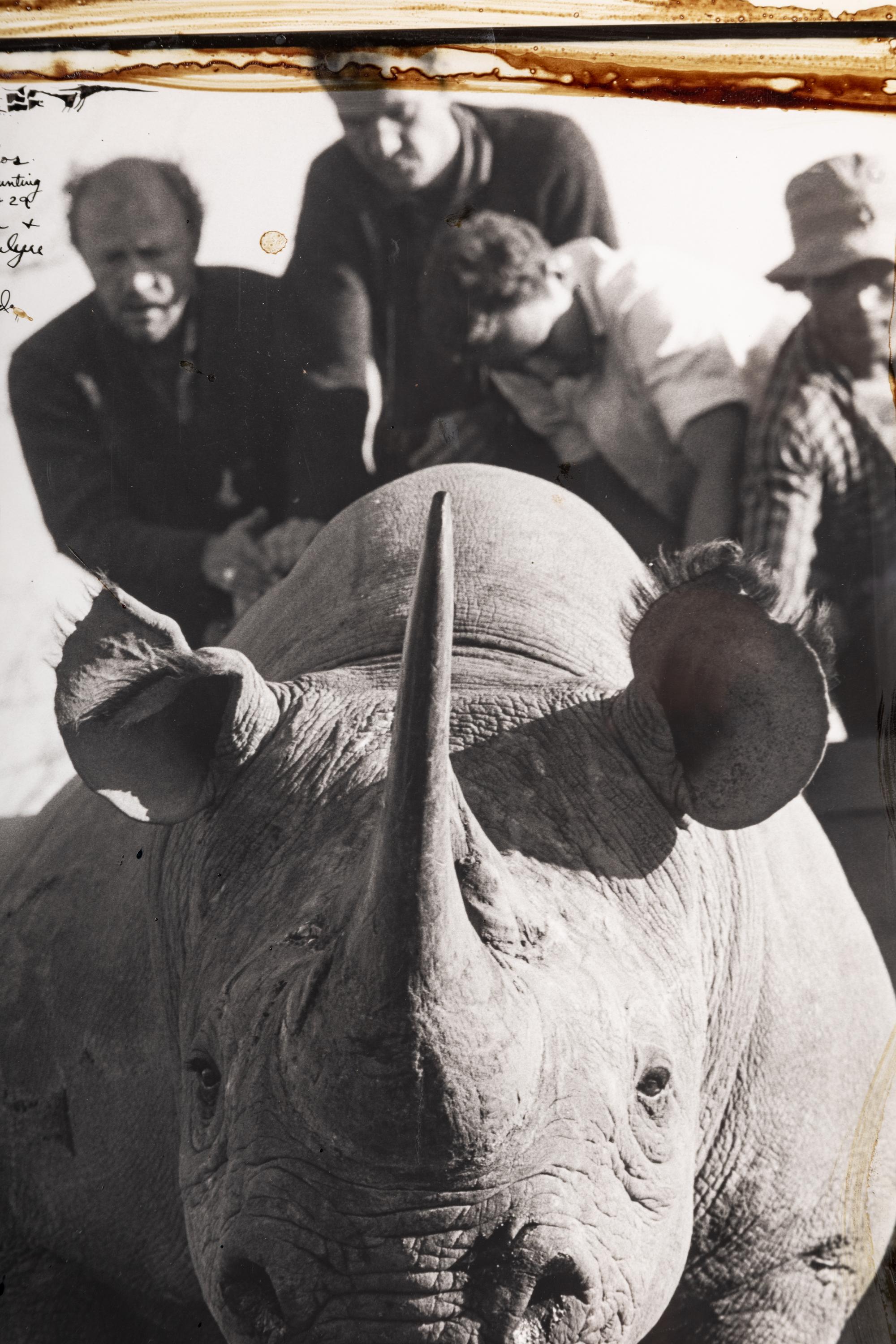 Peter Beard (1938-2020) Roping Rhinos from the Hunting Blocks 28 + 29, 1965