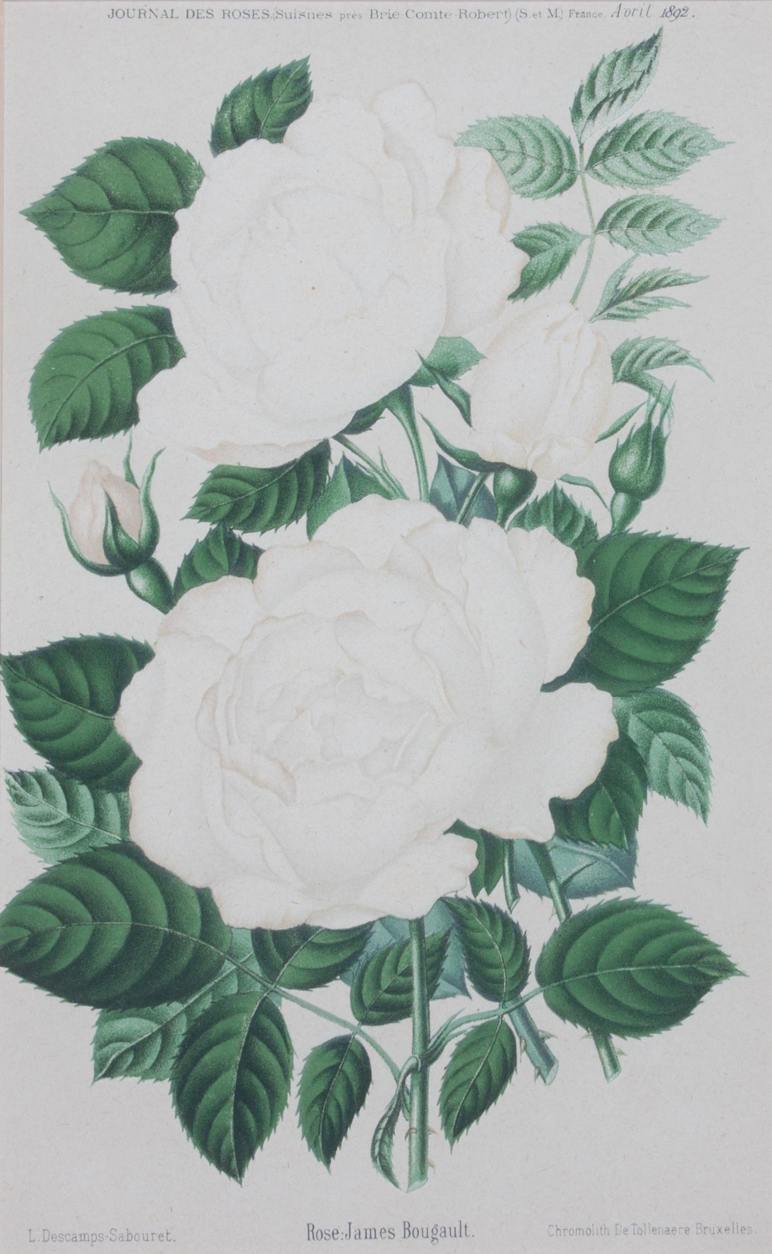 A Collection of Five Chromolithographs of Botanicals Height of largest frame 23 x width 20 inches.