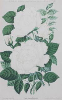 A Collection of Five Chromolithographs of Botanicals Height of largest frame 23 x width 20 inches.