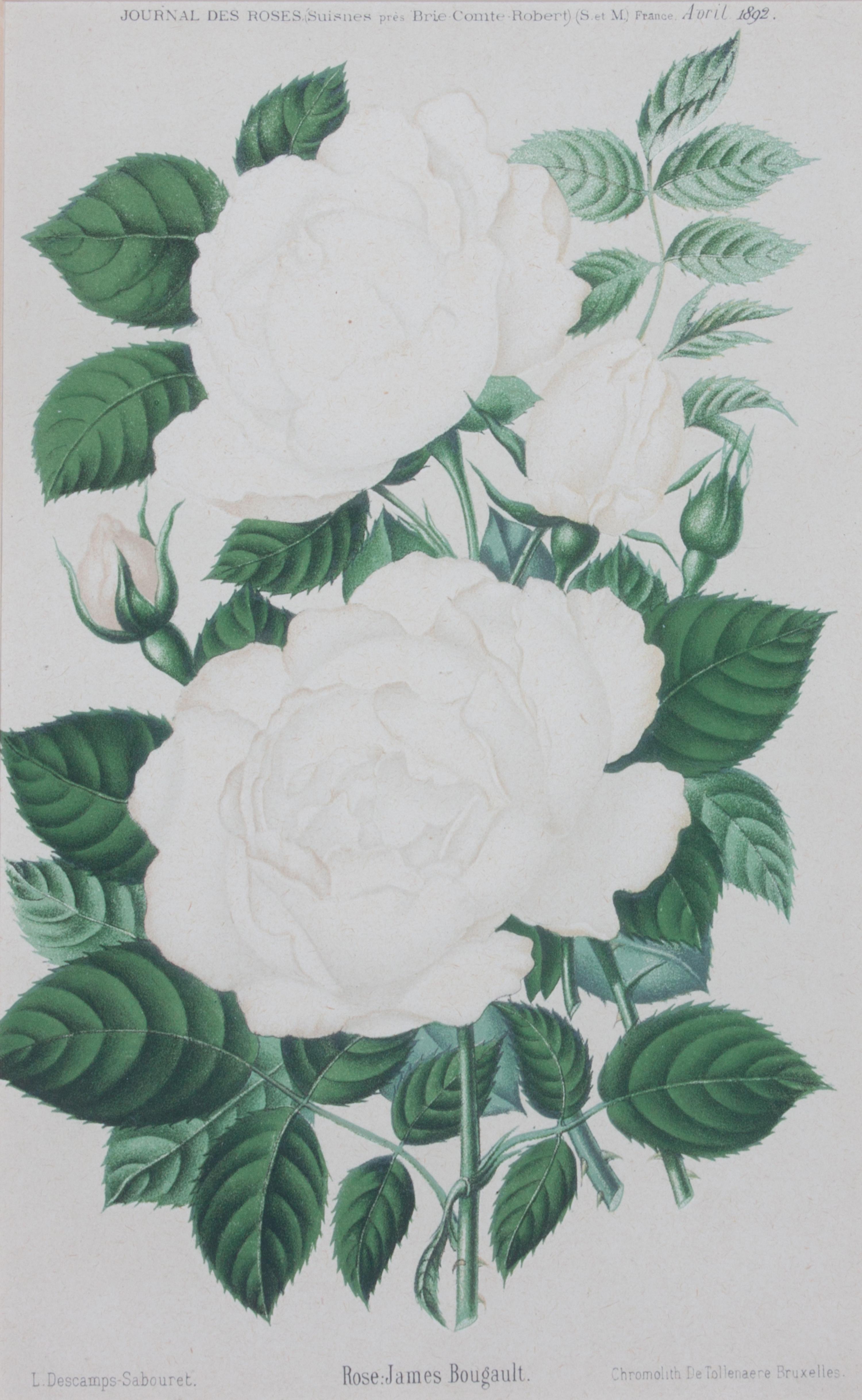 A Collection of Five Chromolithographs of Botanicals Height of largest frame 23 x width 20 inches.
