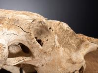 Buffalo Skull, with Arrowhead