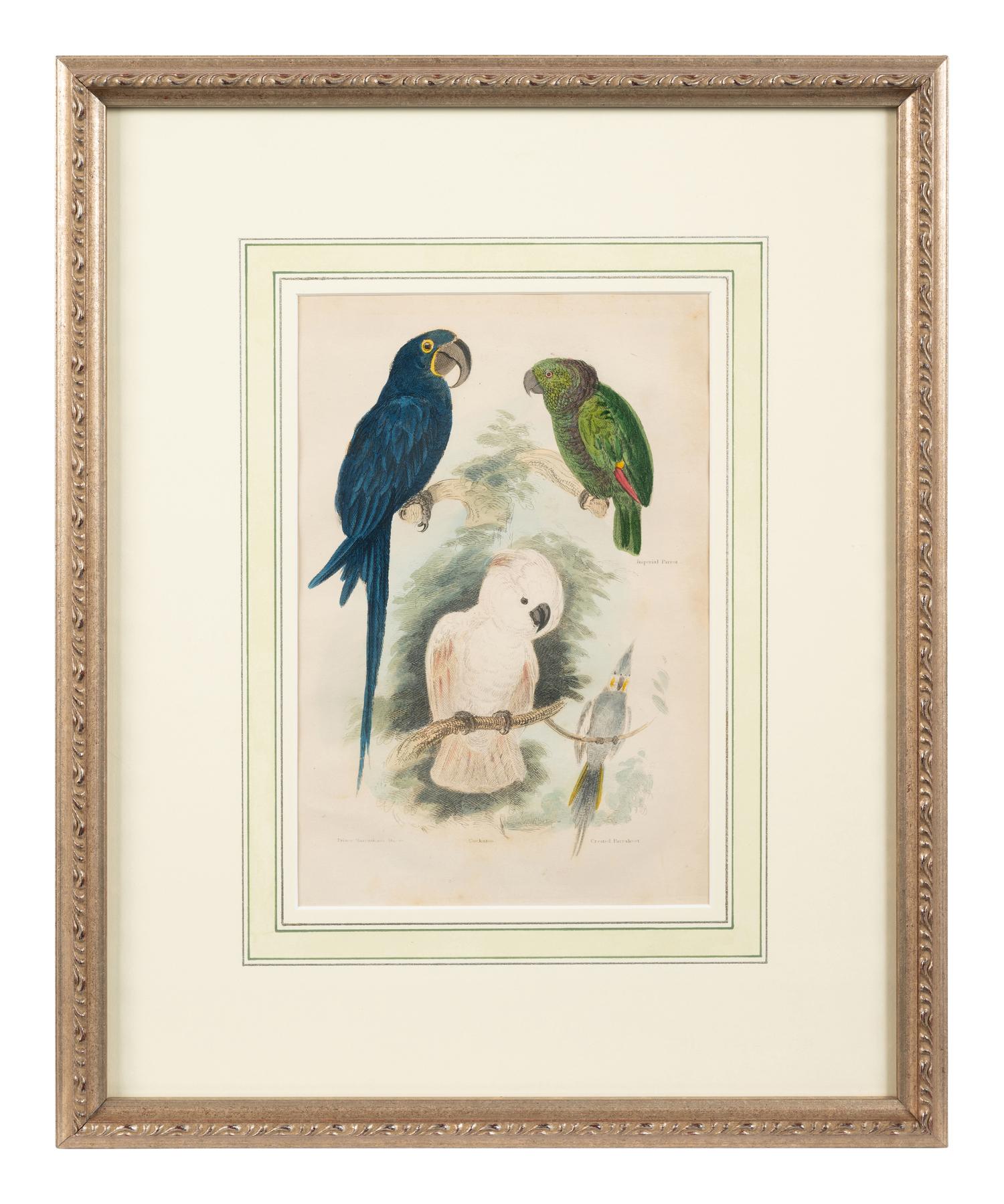 A Hand-Colored Engraving of Tropical Birds After Georges Cuvier (French, 1769-1832)