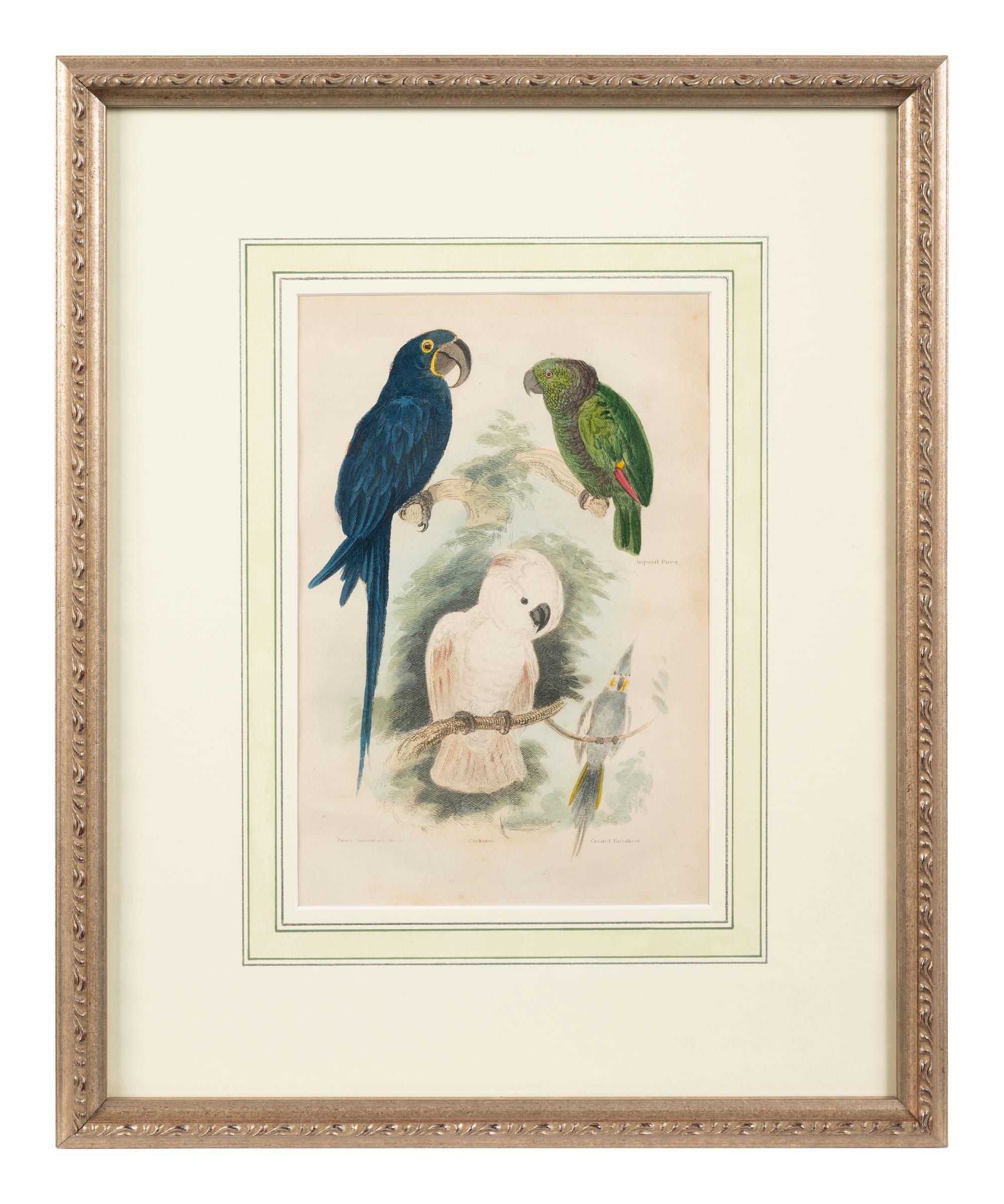 A Hand-Colored Engraving of Tropical Birds After Georges Cuvier (French, 1769-1832)