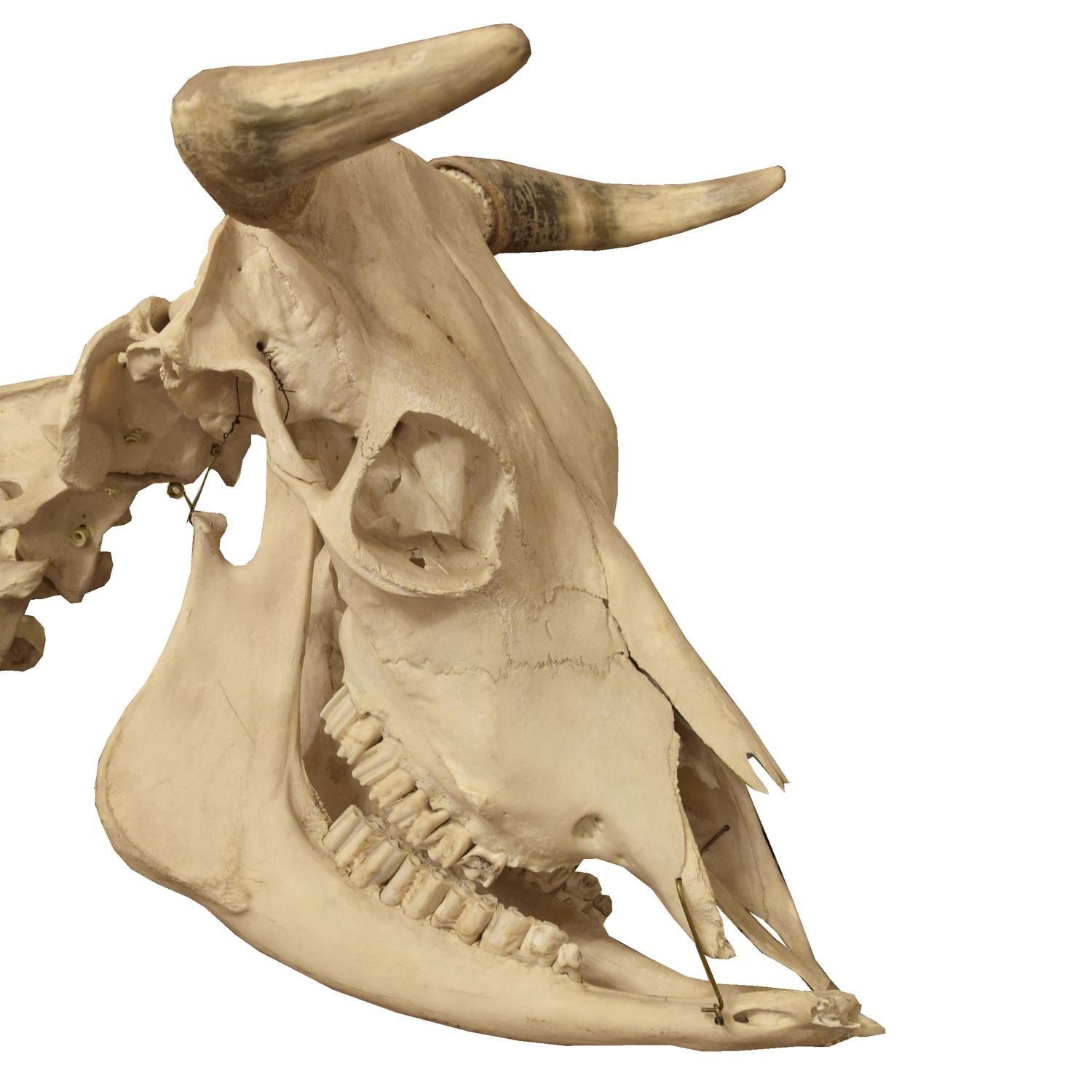 An Anatomical Model of a Cow Skeleton 92" W x 24" D x 52" H — Germany, Mid-20th Century