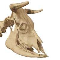 An Anatomical Model of a Cow Skeleton 92" W x 24" D x 52" H — Germany, Mid-20th Century