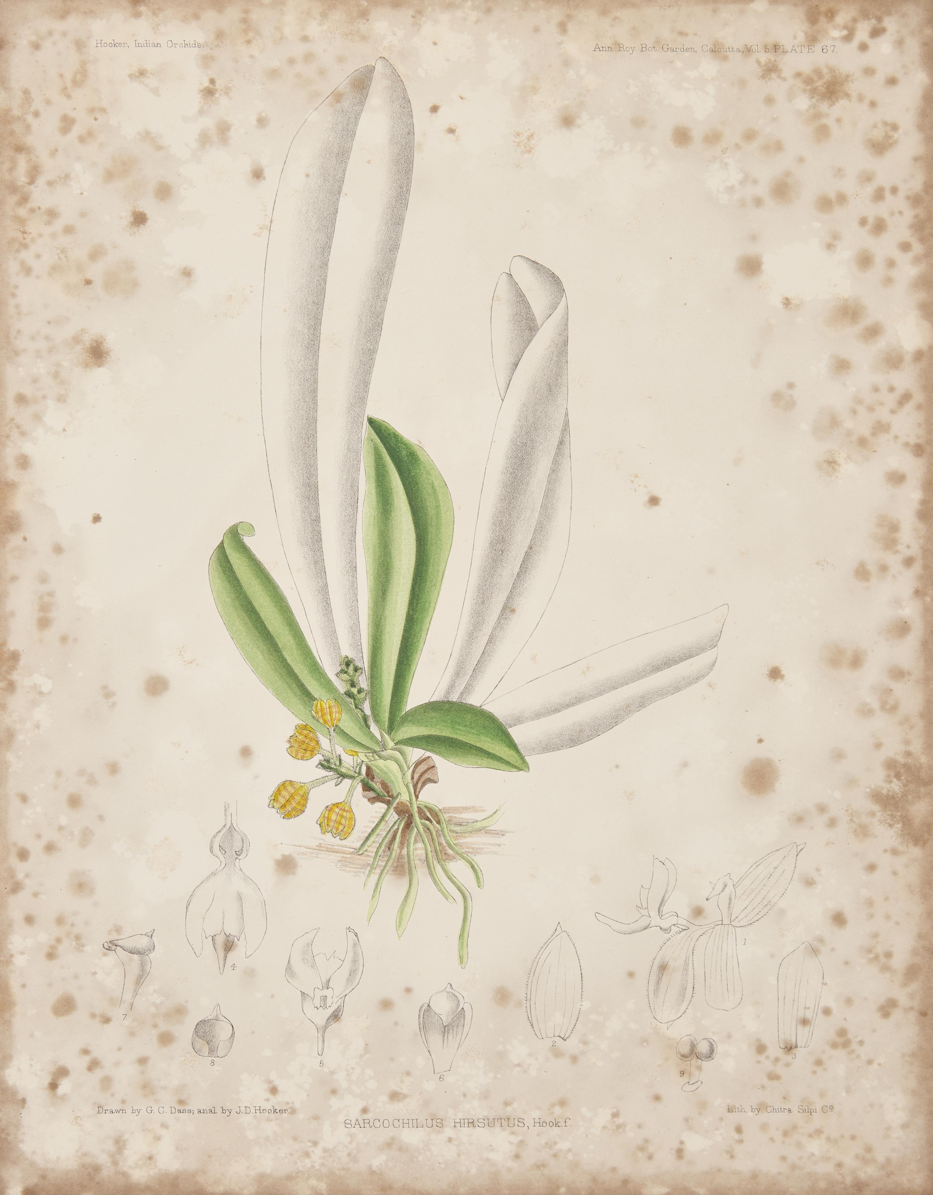 [Natural History] Hooker, Sir J.D., and G. King. Annals of the Royal Botanic Garden, Calcutta...A Century of Indian Orchids...