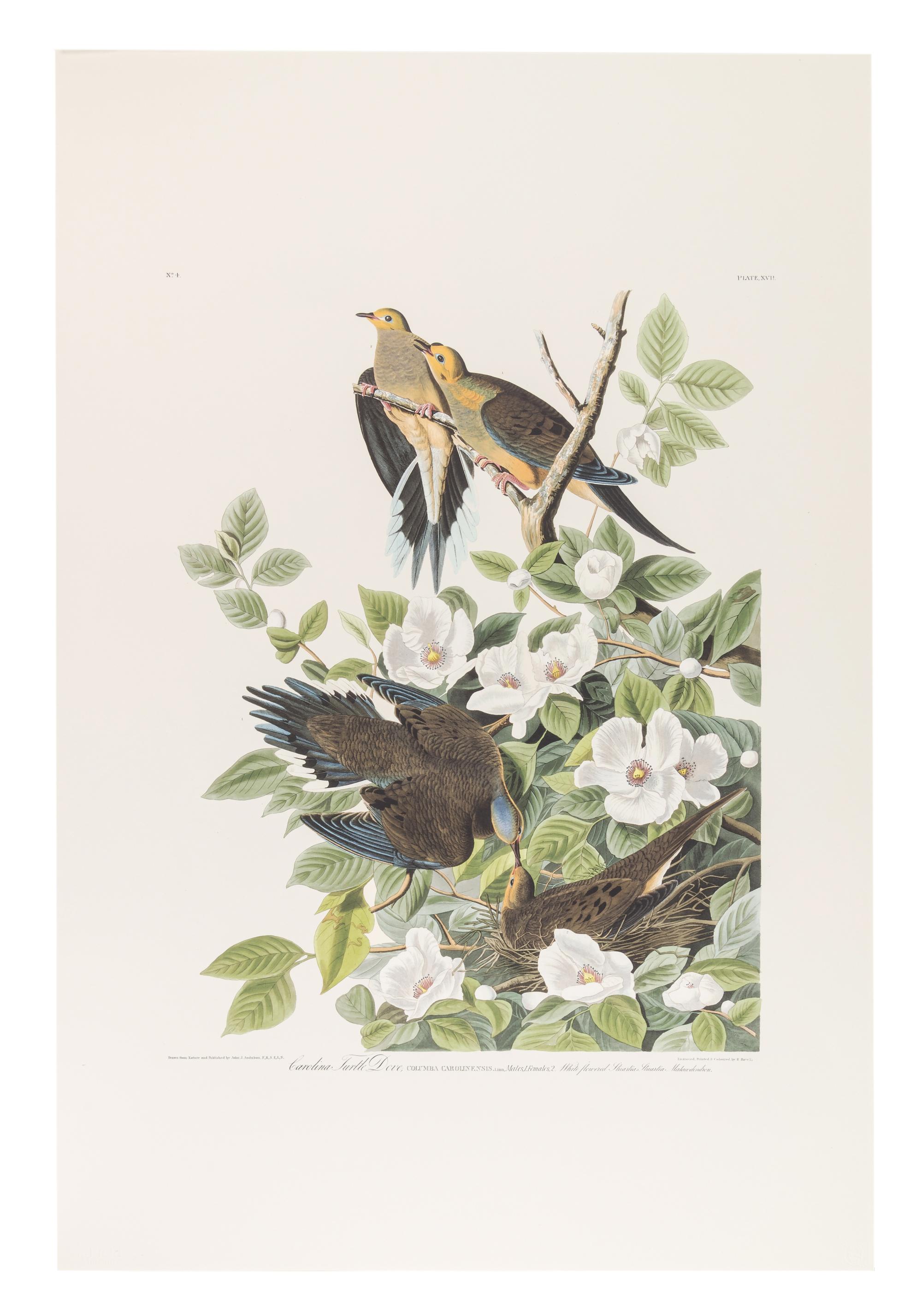 AUDUBON, John James (1785-1851). Audubon's Fifty Best from the Original Havell Engravings of the Birds of America...the Field Museum . Chicago: Oppenheimer Editions, 1999.