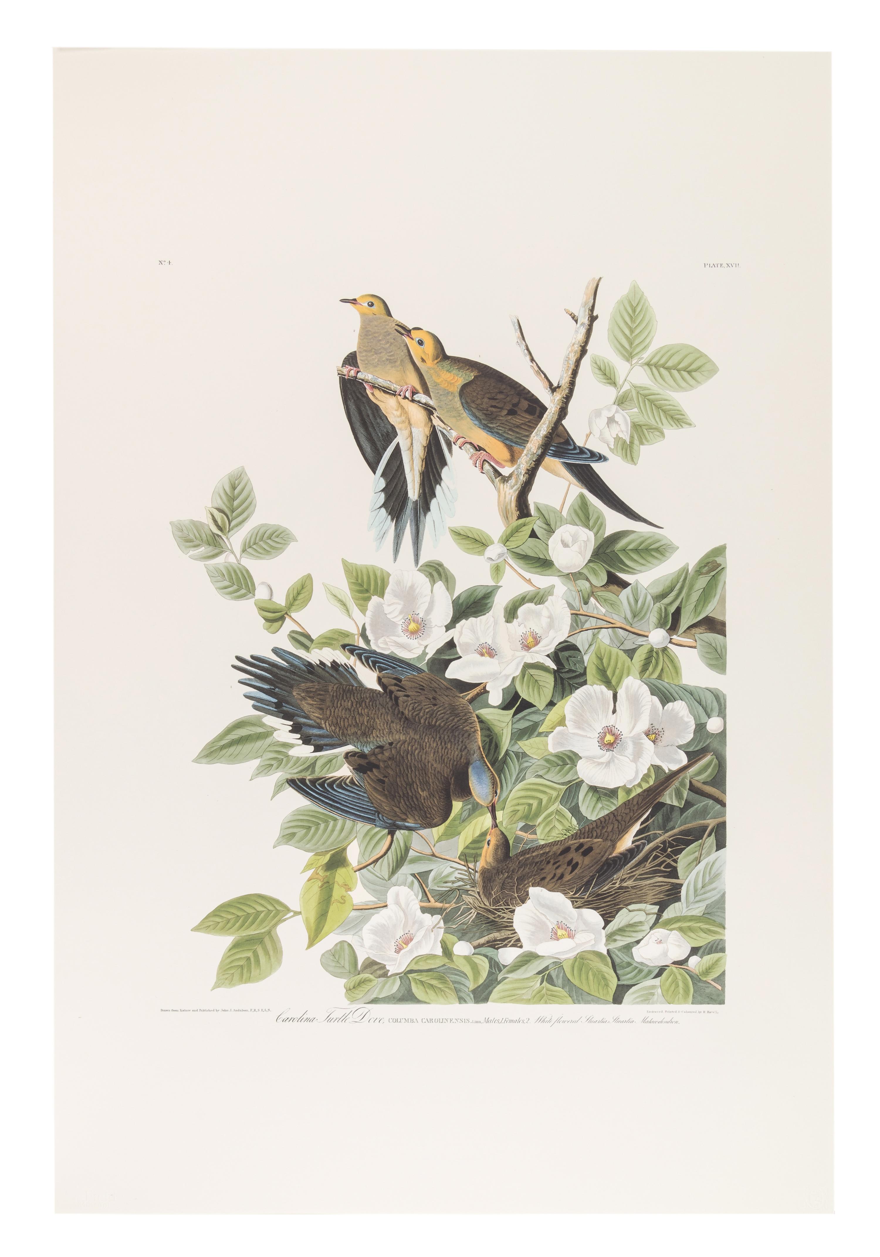 AUDUBON, John James (1785-1851). Audubon's Fifty Best from the Original Havell Engravings of the Birds of America...the Field Museum . Chicago: Oppenheimer Editions, 1999.