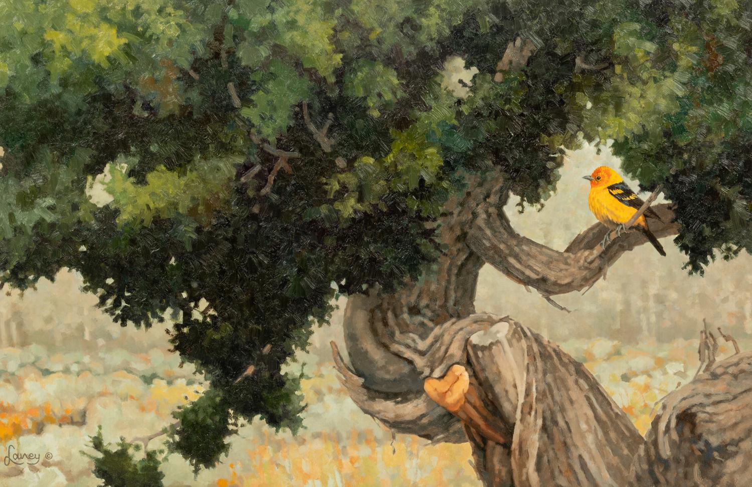 Bear Creek Juniper , 2006