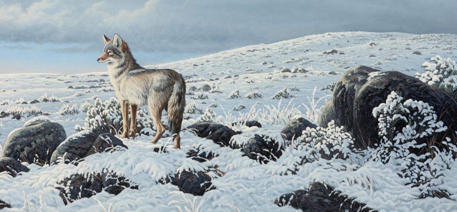 High Country-Coyote