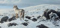 High Country-Coyote
