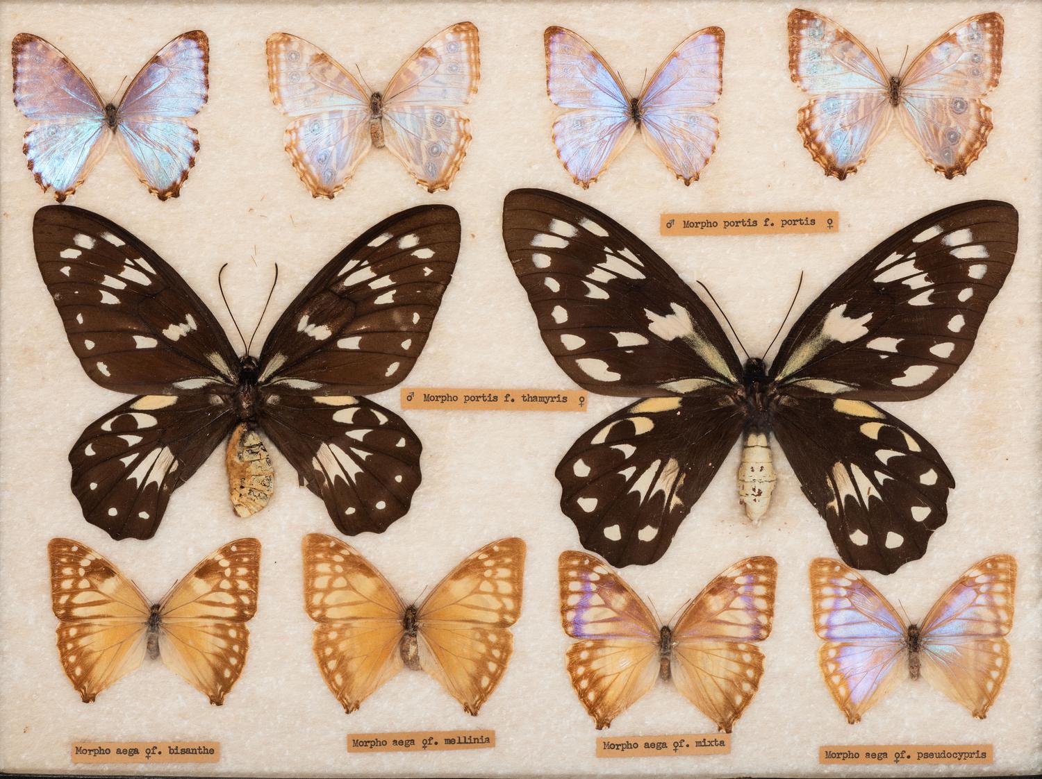 Three Framed Groups of Lepidopterological Specimens