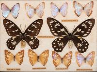 Three Framed Groups of Lepidopterological Specimens
