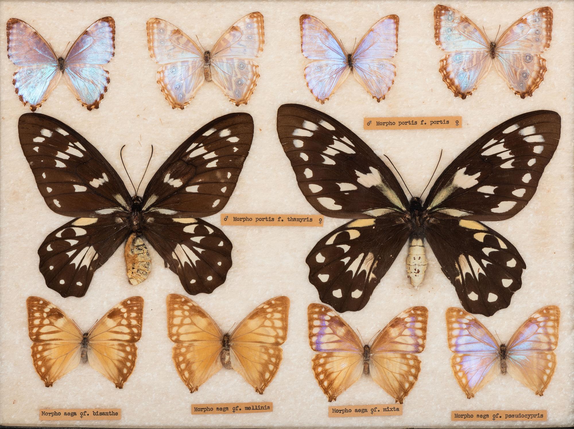 Three Framed Groups of Lepidopterological Specimens
