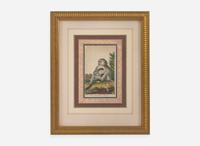 A set of six hand-colored engravings of various primates, published by John Wilkes (d. 1811), London, 1795-1796