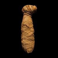 An Egyptian Mummified Jackal