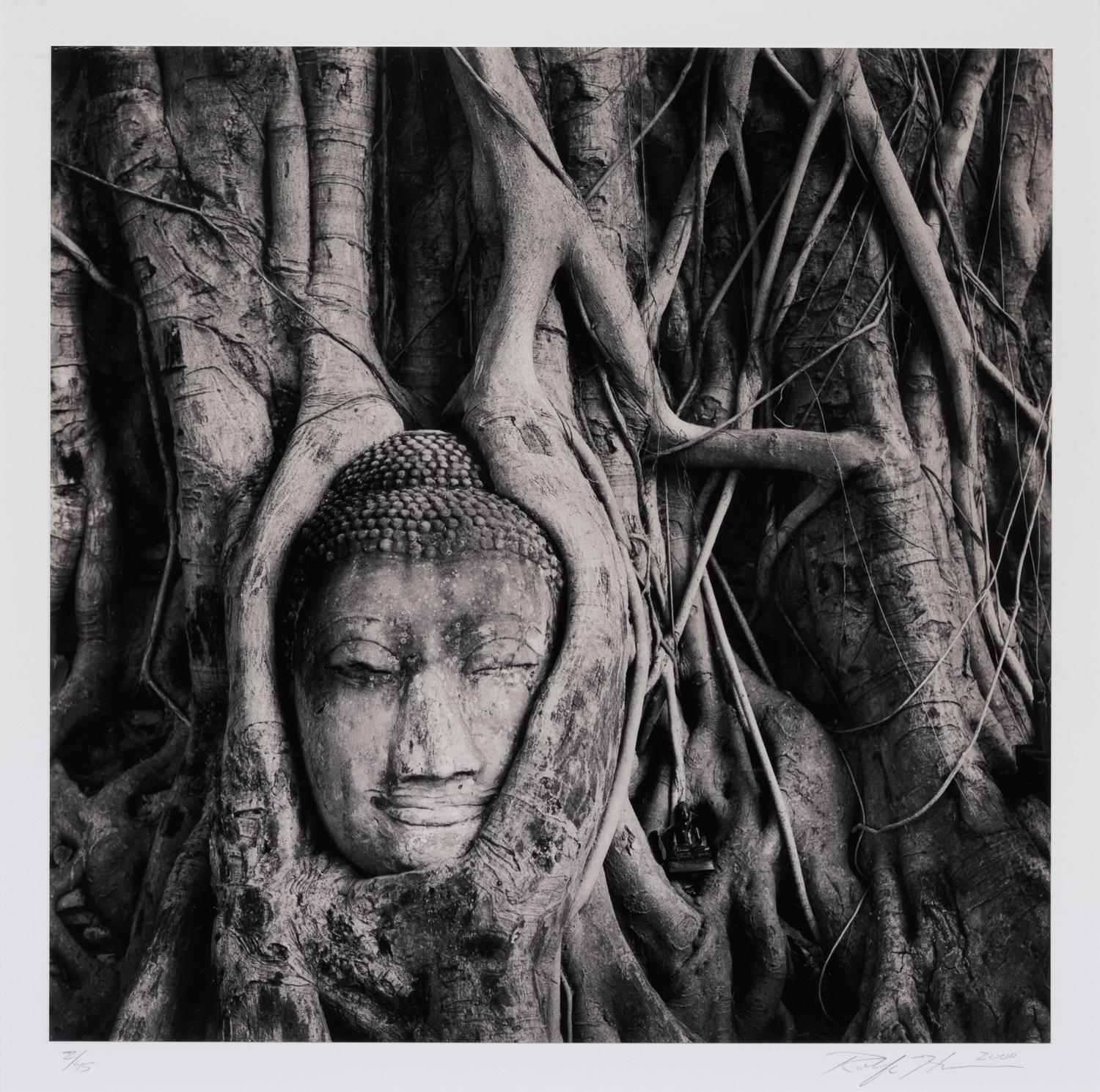 Buddha in Trees