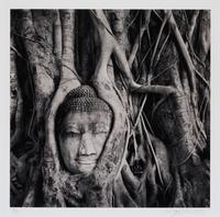 Buddha in Trees