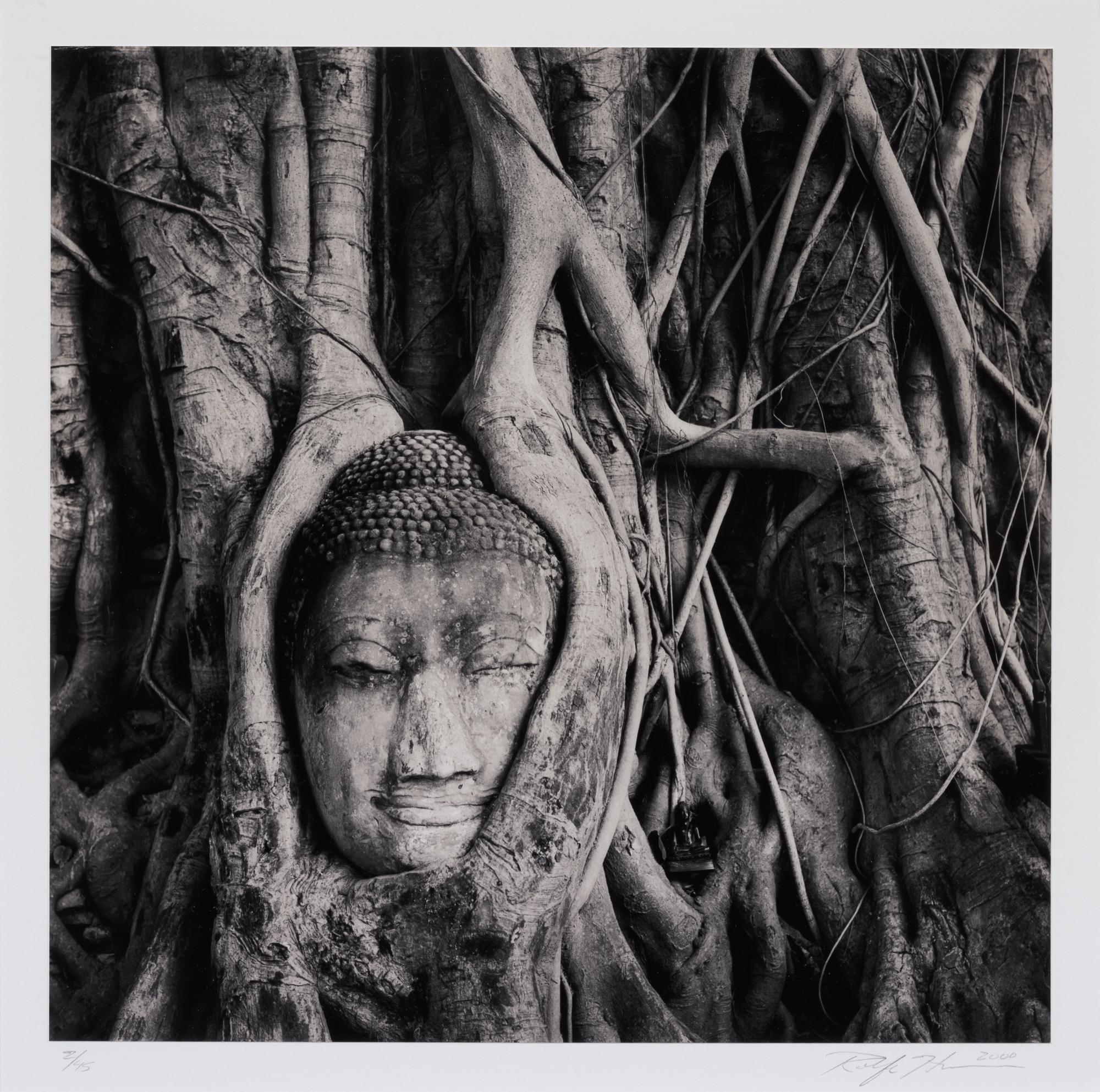 Buddha in Trees