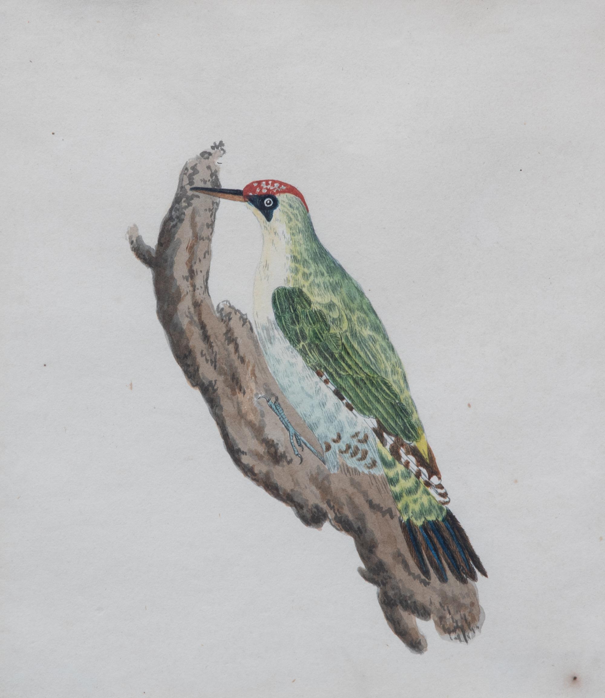 William Hayes, (British, 1735-1802), Green Woodpecker