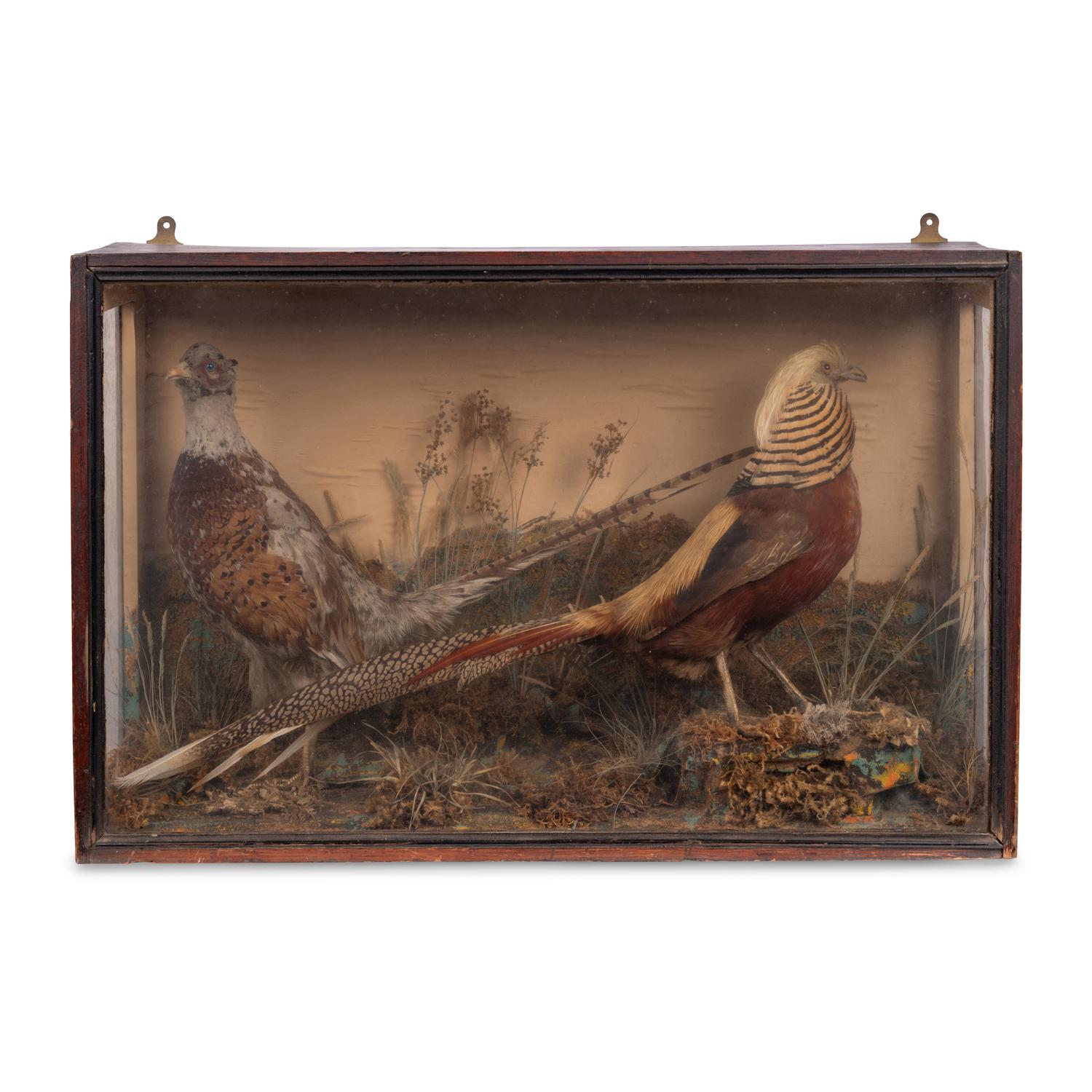 A Victorian Taxidermy Pheasant Diorama and Pheasant Mount