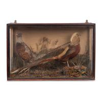 A Victorian Taxidermy Pheasant Diorama and Pheasant Mount