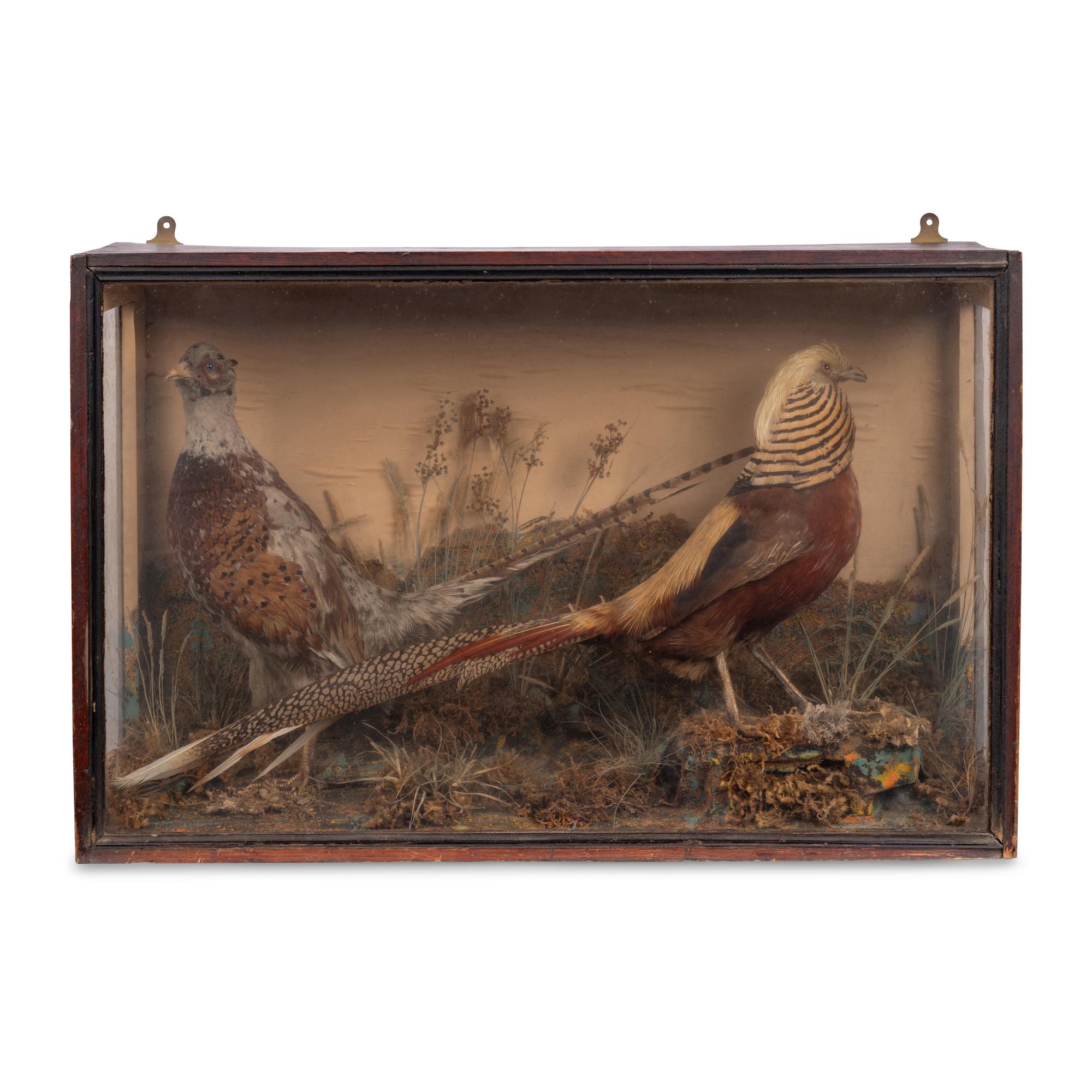 A Victorian Taxidermy Pheasant Diorama and Pheasant Mount