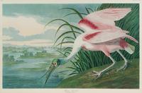 Two Large Folio Ornithological Prints, After John James Audubon