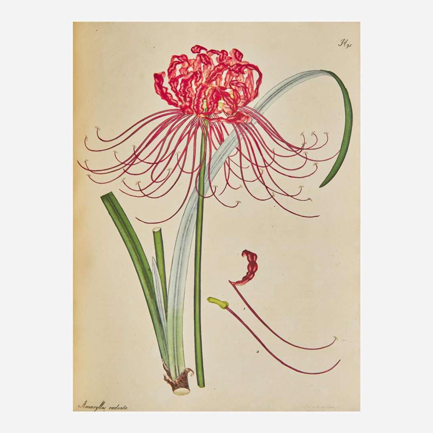 [Natural History] Andrews, Henry The Botanist’s Repository, For New, and Rare Plants. Containing Coloured Figures...