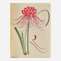 [Natural History] Andrews, Henry The Botanist’s Repository, For New, and Rare Plants. Containing Coloured Figures...