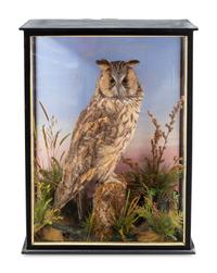 A Victorian Taxidermy Long-Eared Owl