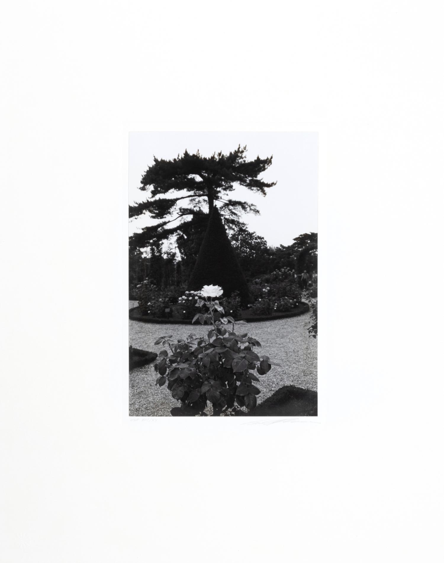Photographs of Flowers