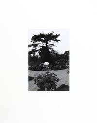 Photographs of Flowers