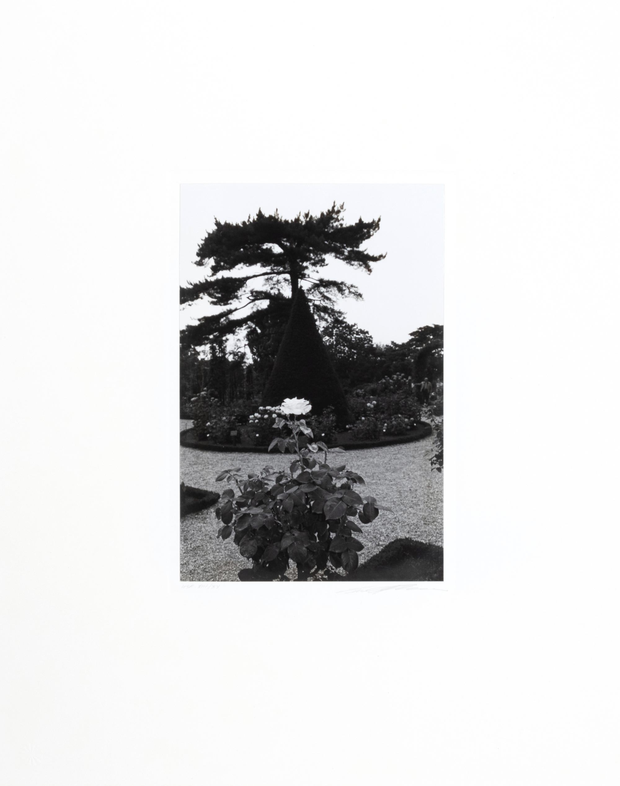 Photographs of Flowers