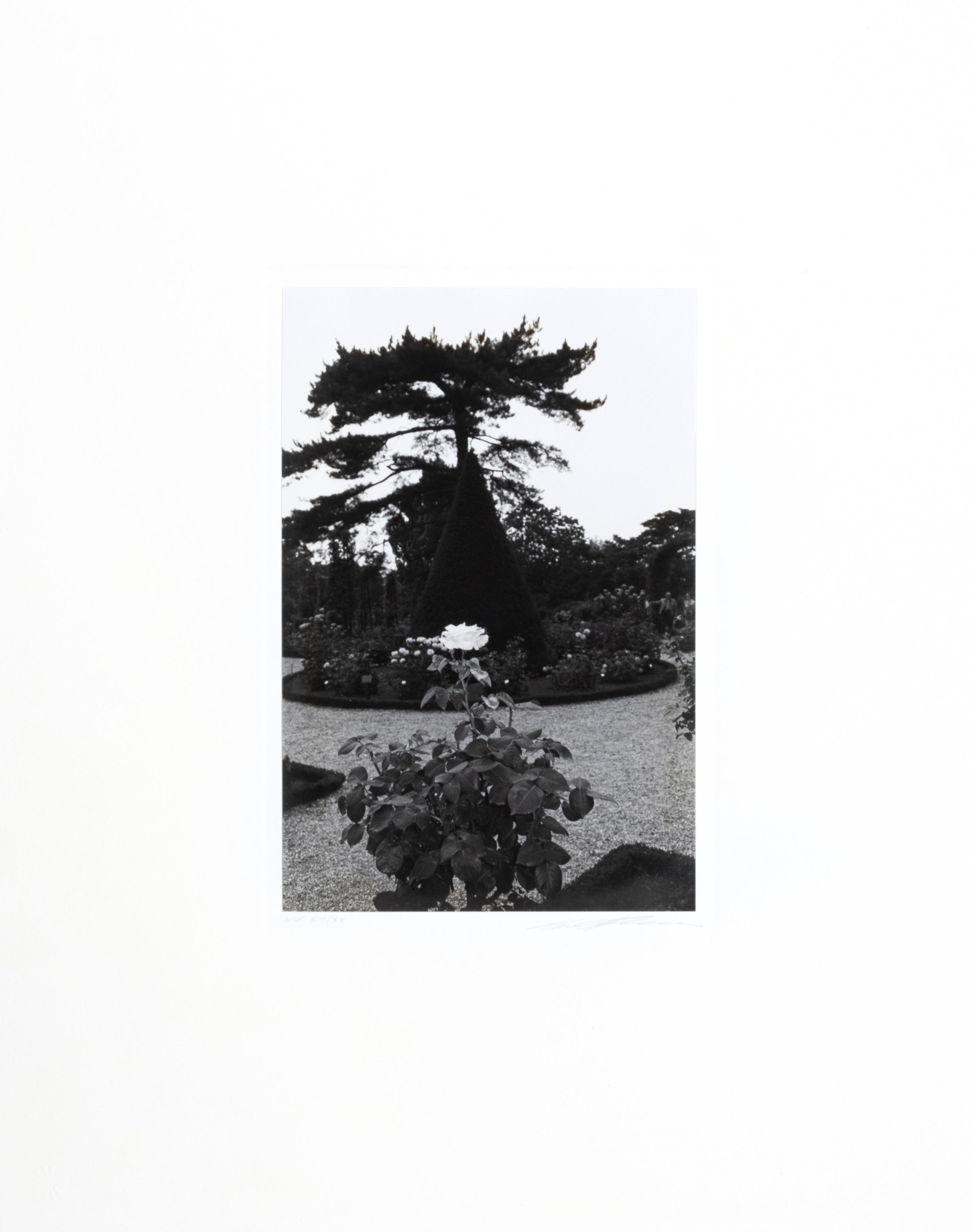 Photographs of Flowers