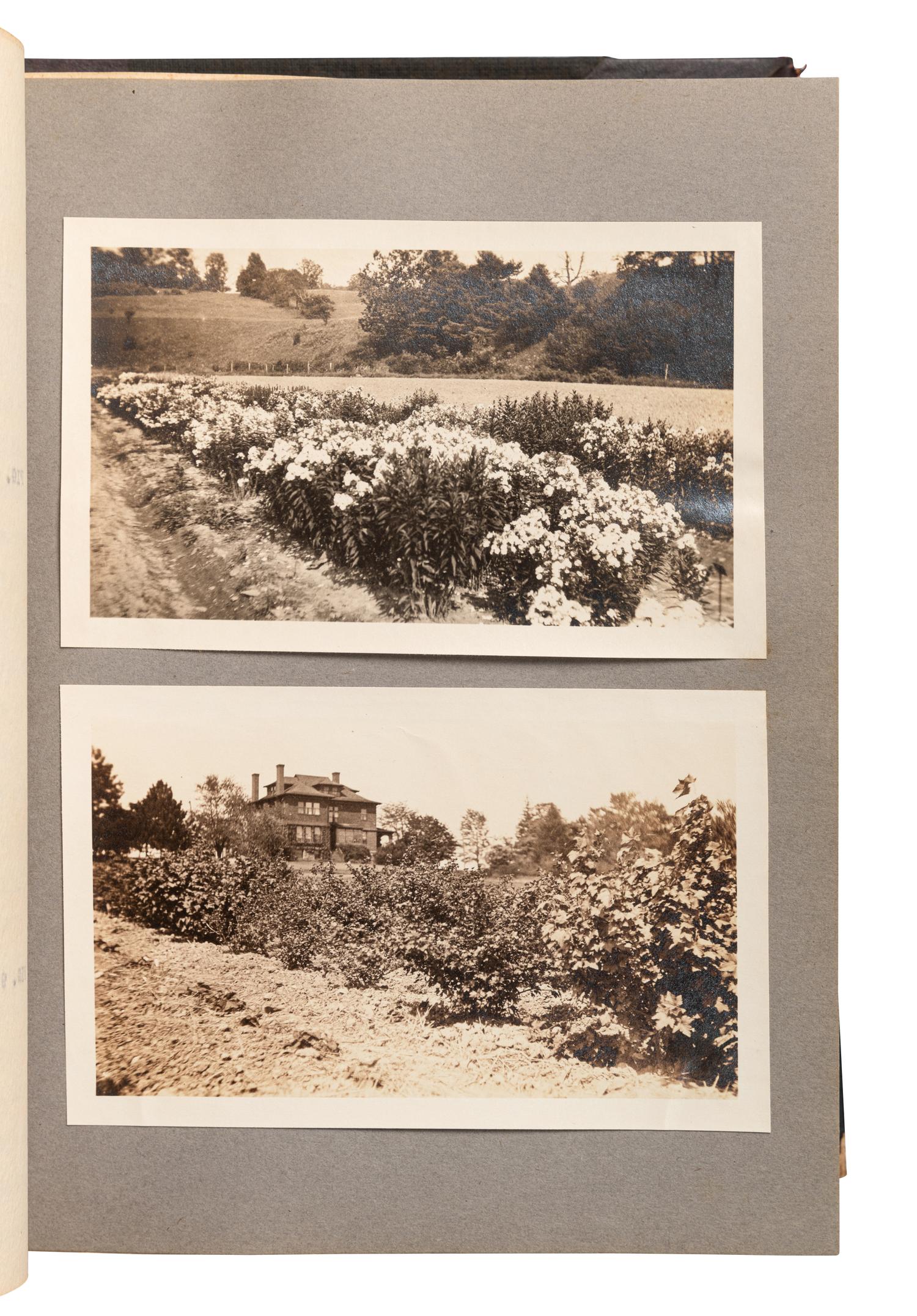 [FLOWERING PLANTS]. A group of 10 works, including: