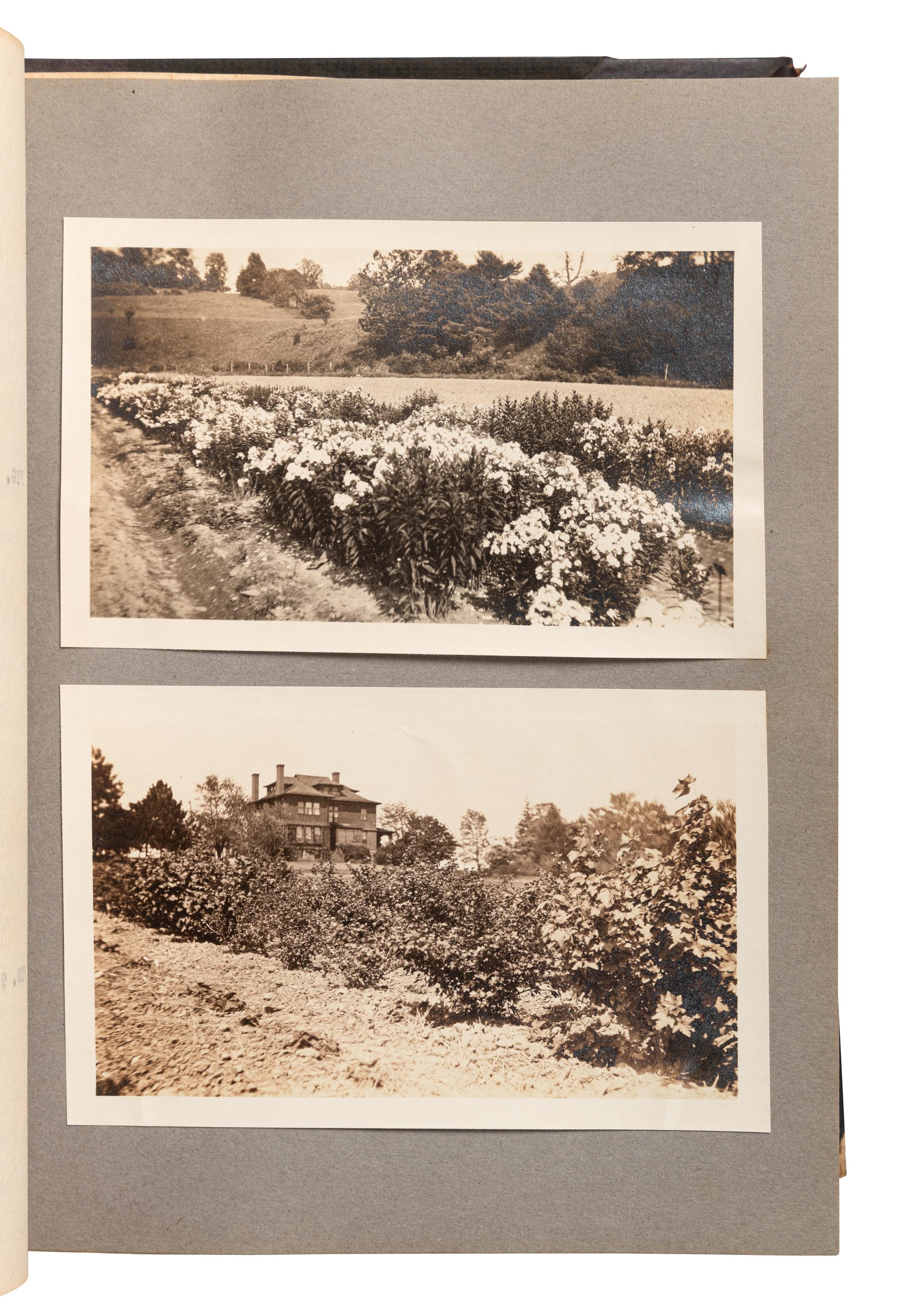 [FLOWERING PLANTS]. A group of 10 works, including: