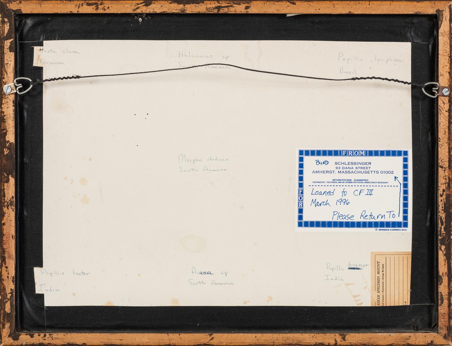 Three Framed Groups of Lepidopterological Specimens