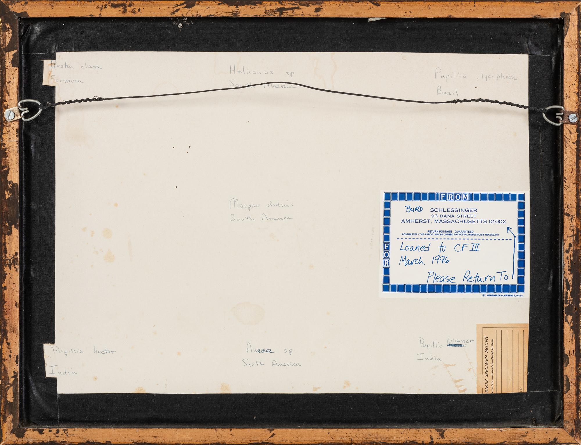 Three Framed Groups of Lepidopterological Specimens