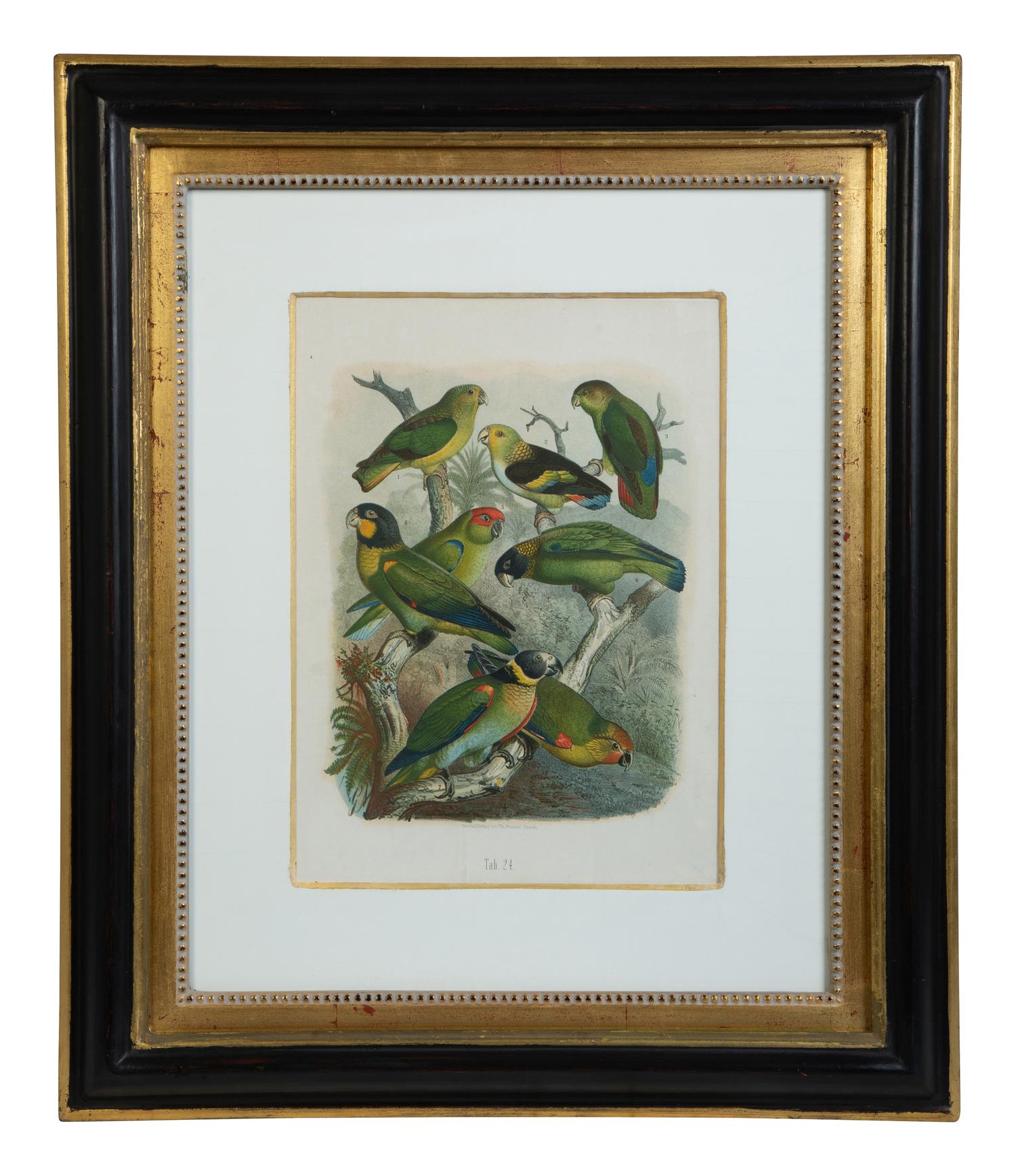 A Pair of Hand Colored Ornithological Engravings of Parrots — 19TH CENTURY